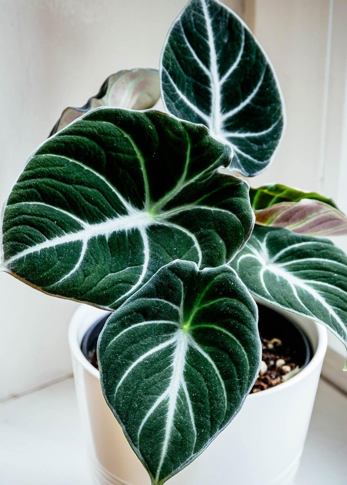 Alocasia Black Velvet Pflege