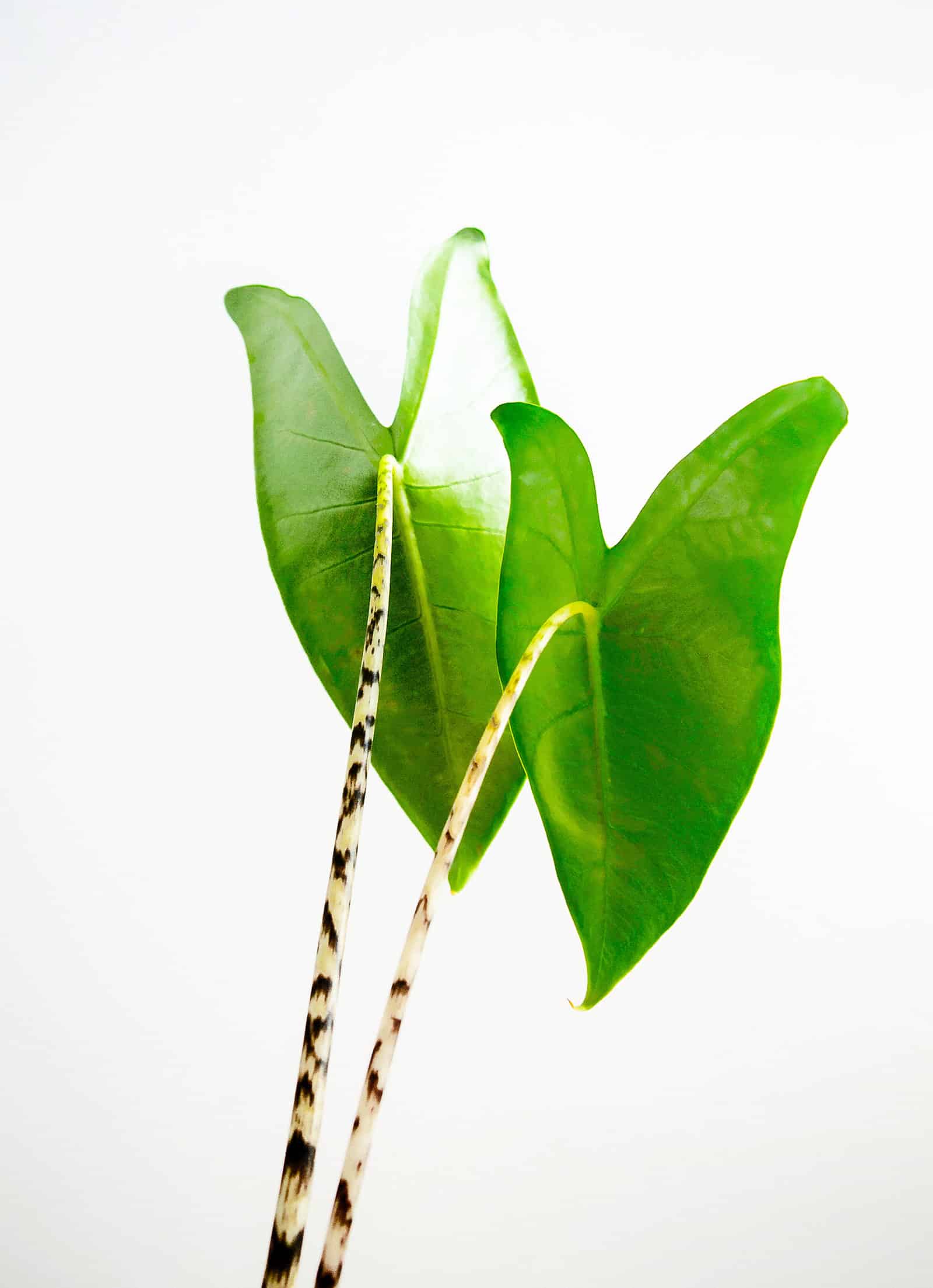View of two glossy heart-shaped Alocasia zebrina leaves from behind, shot against a white background