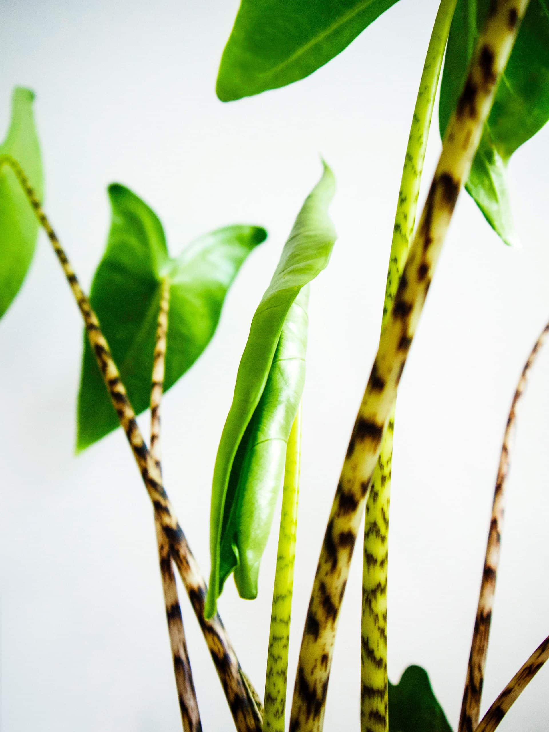 Close-up of patterned petioles and a new leaf unfurling on Alocasia zebrina plant