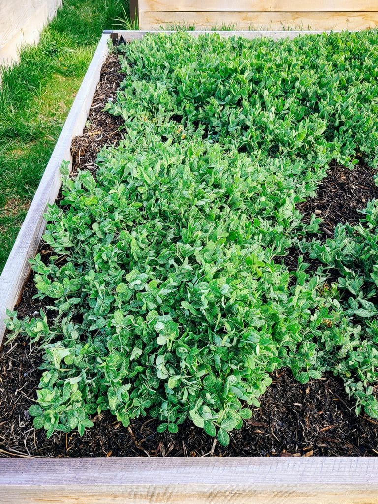 Cover Cropping the Easy Way: How to Grow Austrian Winter Peas to Enrich Your Soil