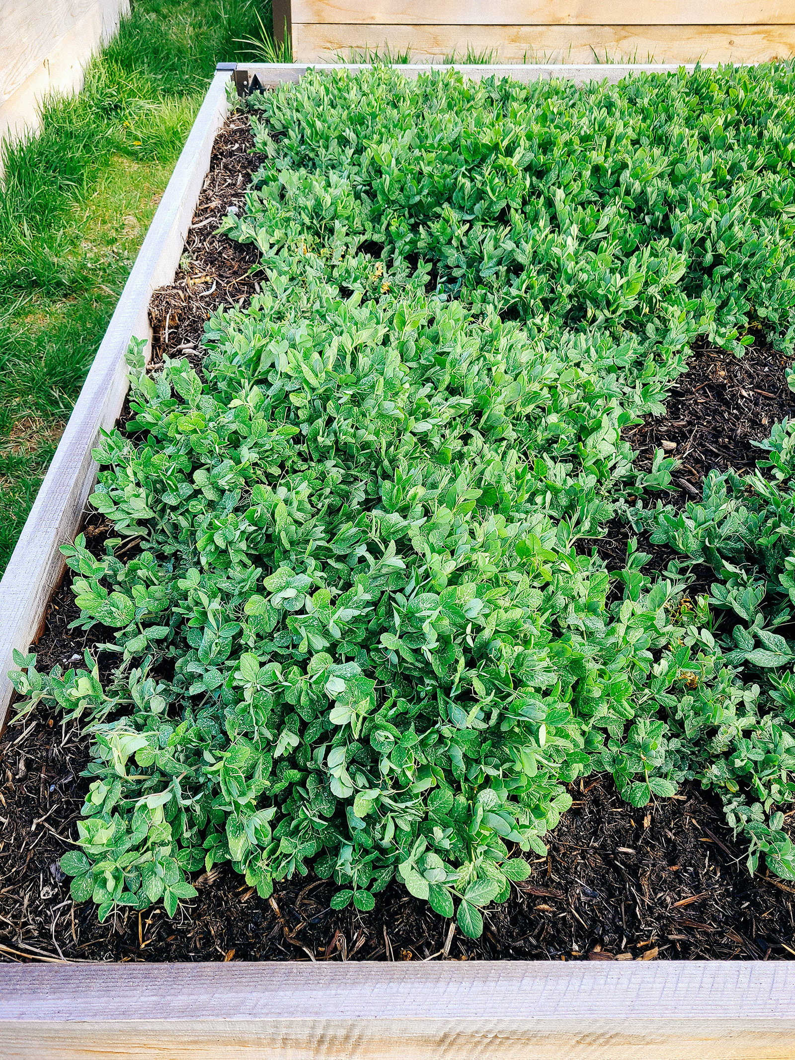 Cover cropping the easy way: how to grow field peas for fertilizer