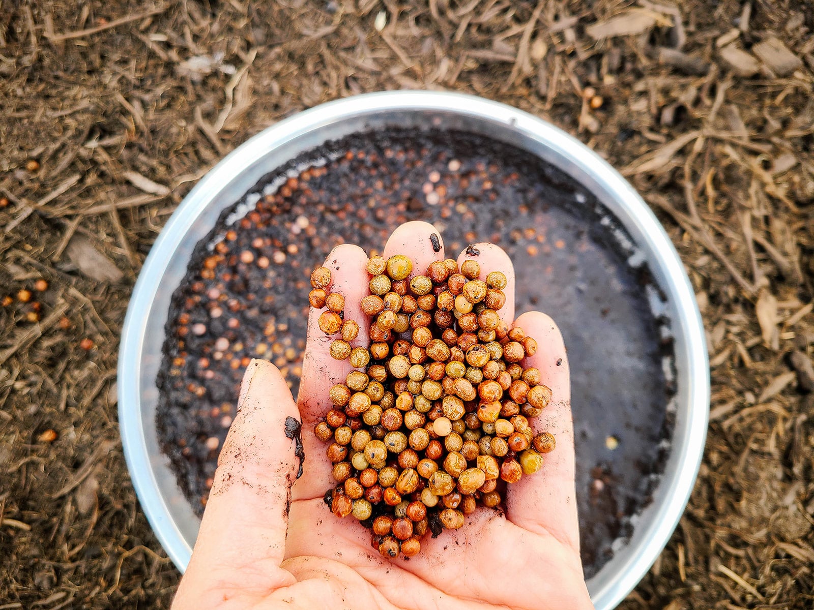 Hand holding inoculated field pea seeds