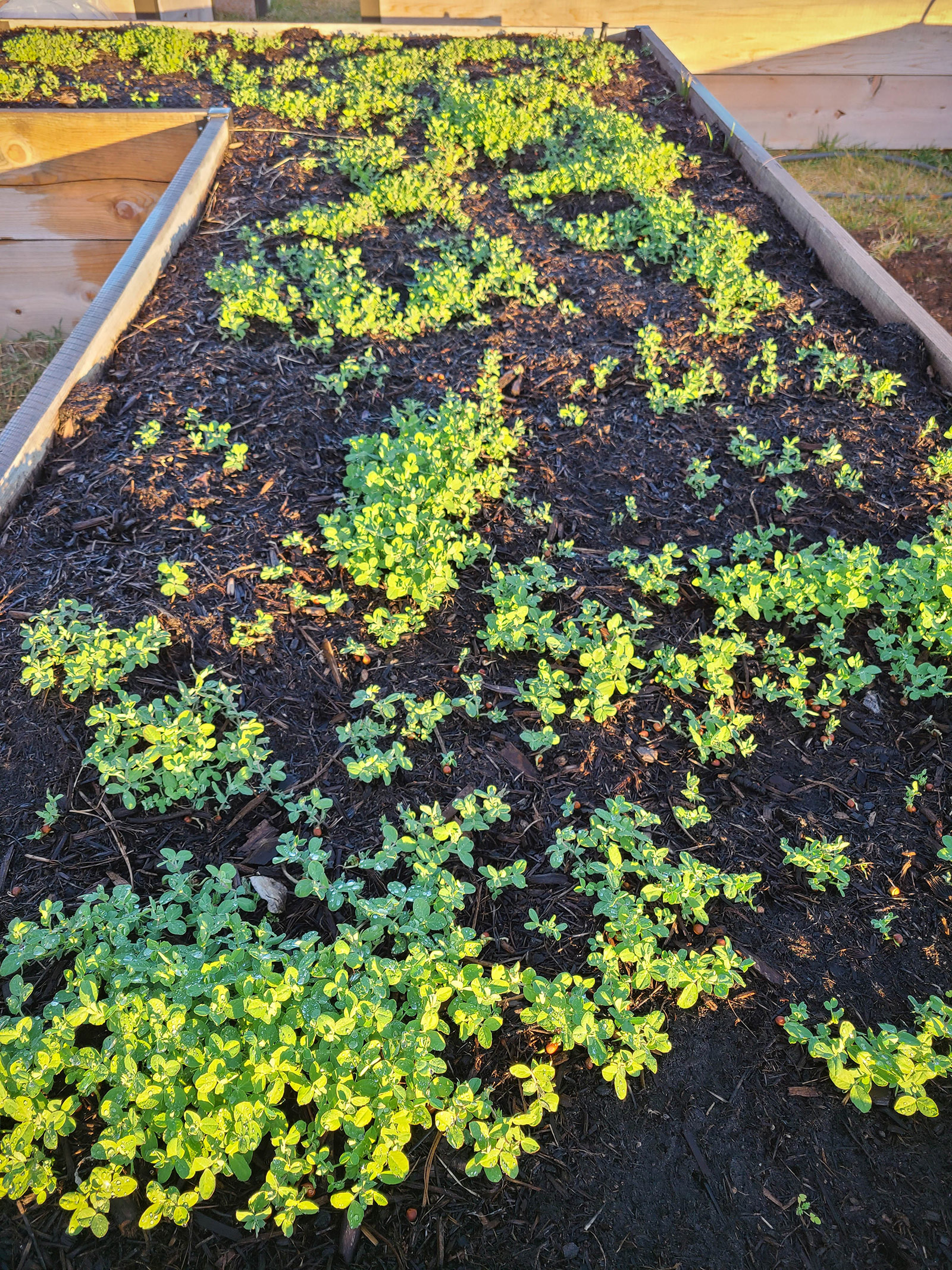 Austrian winter pea sprouts growing in a raised garden bed