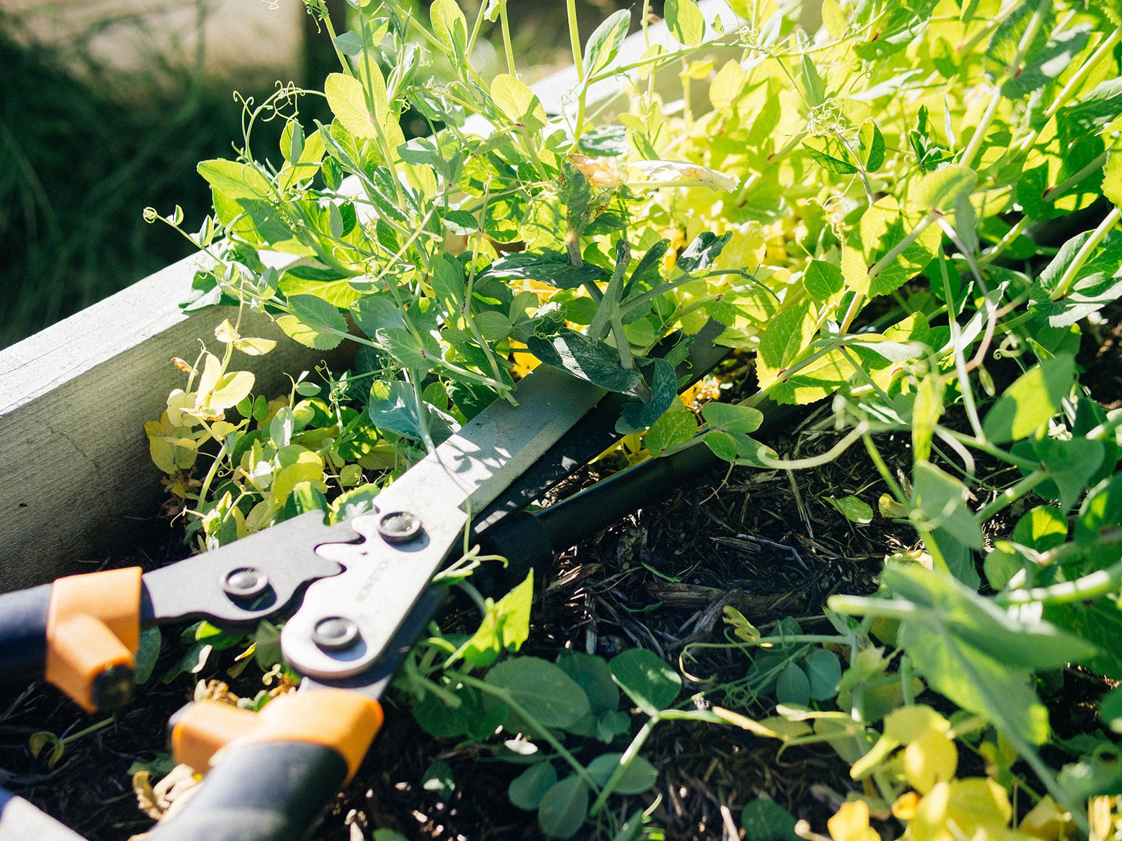 Close-up of hedge shears cutting down field pea cover crops