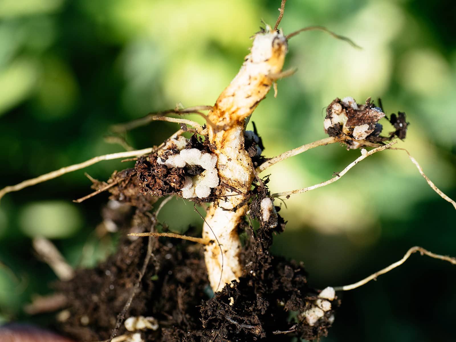 Close-up of root nodules on winter pea cover crop plant
