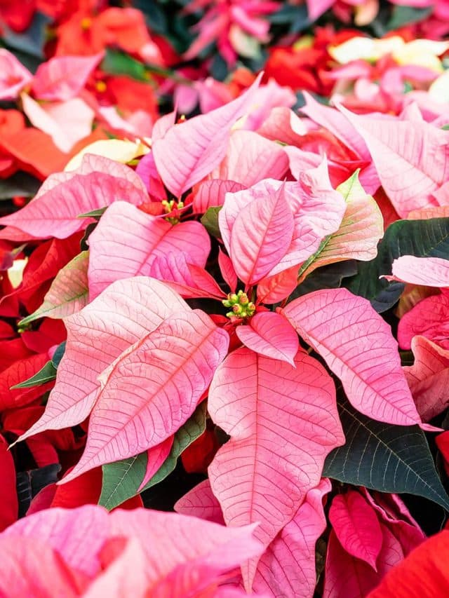 Keep your poinsettia looking good this holiday season (and beyond)