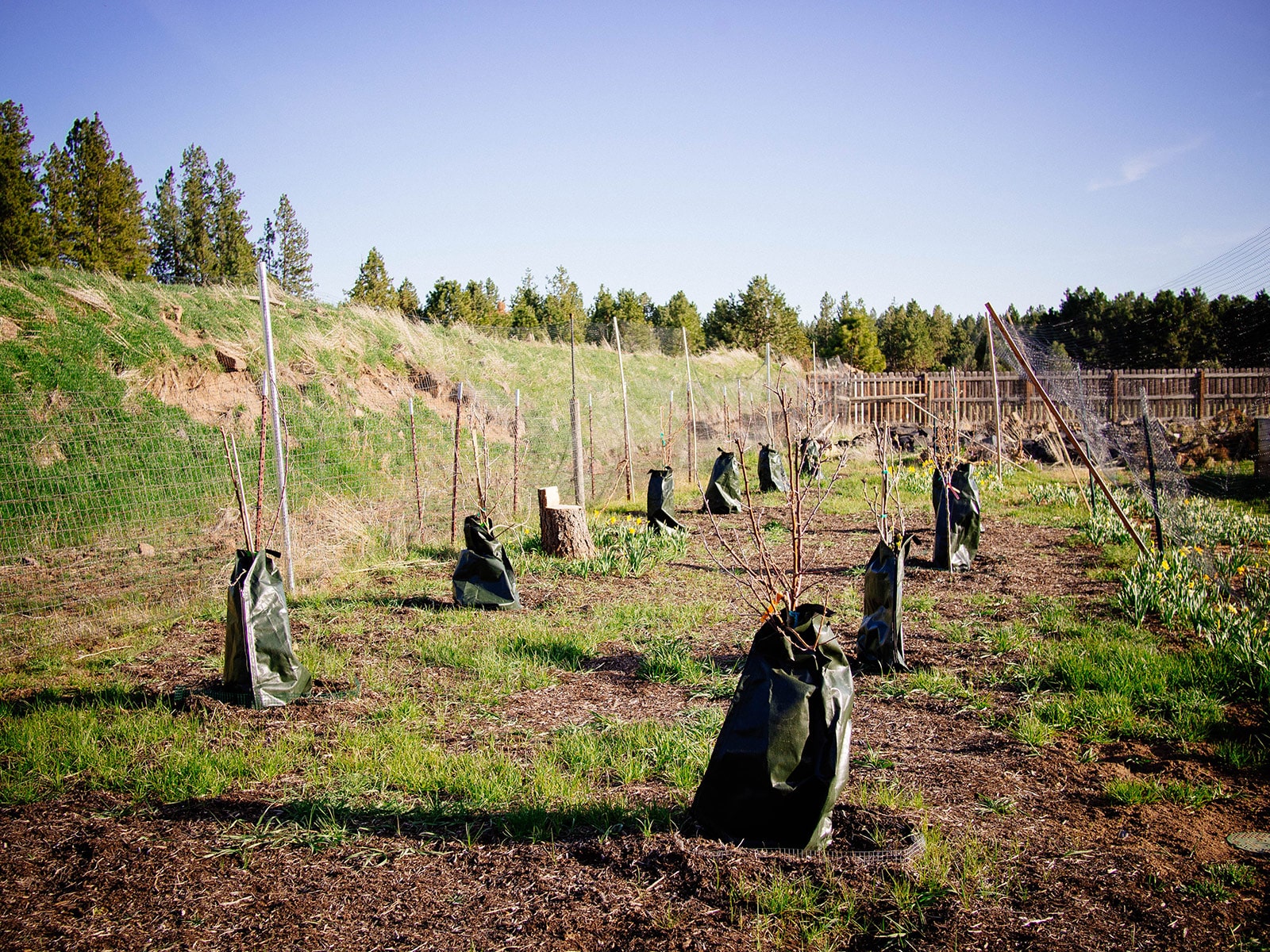 Newly planted trees in an orchard with watering bags around the trunks