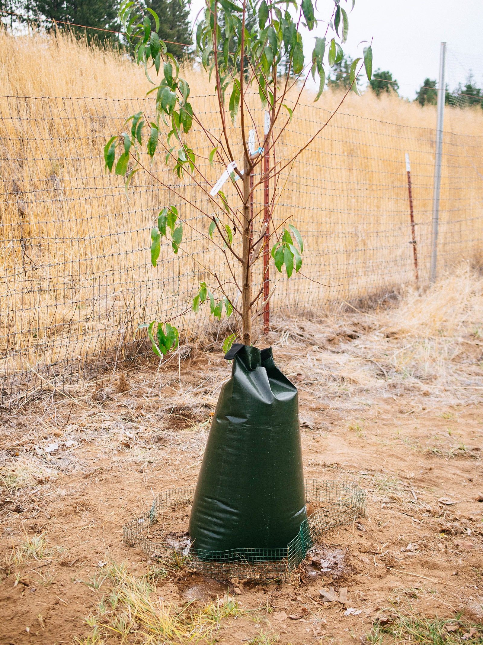 A fall-planted sapling with a watering bag around the trunk