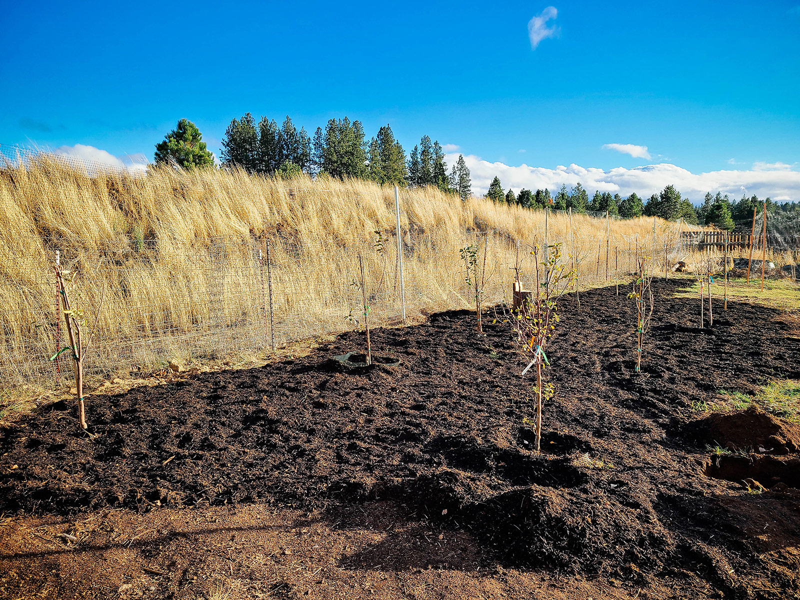 A newly planted fruit orchard with a fresh layer of compost