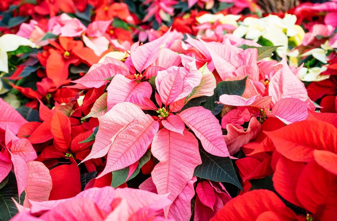 Poinsette Color How to Keep Your Poinsettia Vibrant This Holiday Season—and All Year ...