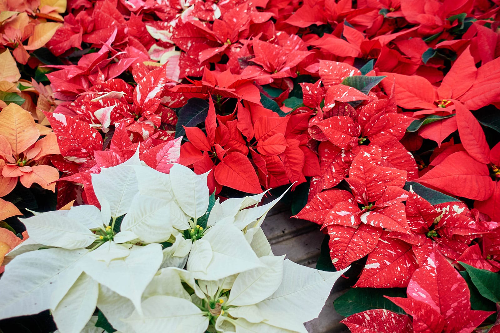 Group of white, red, salmon, and speckled poinsettia plants