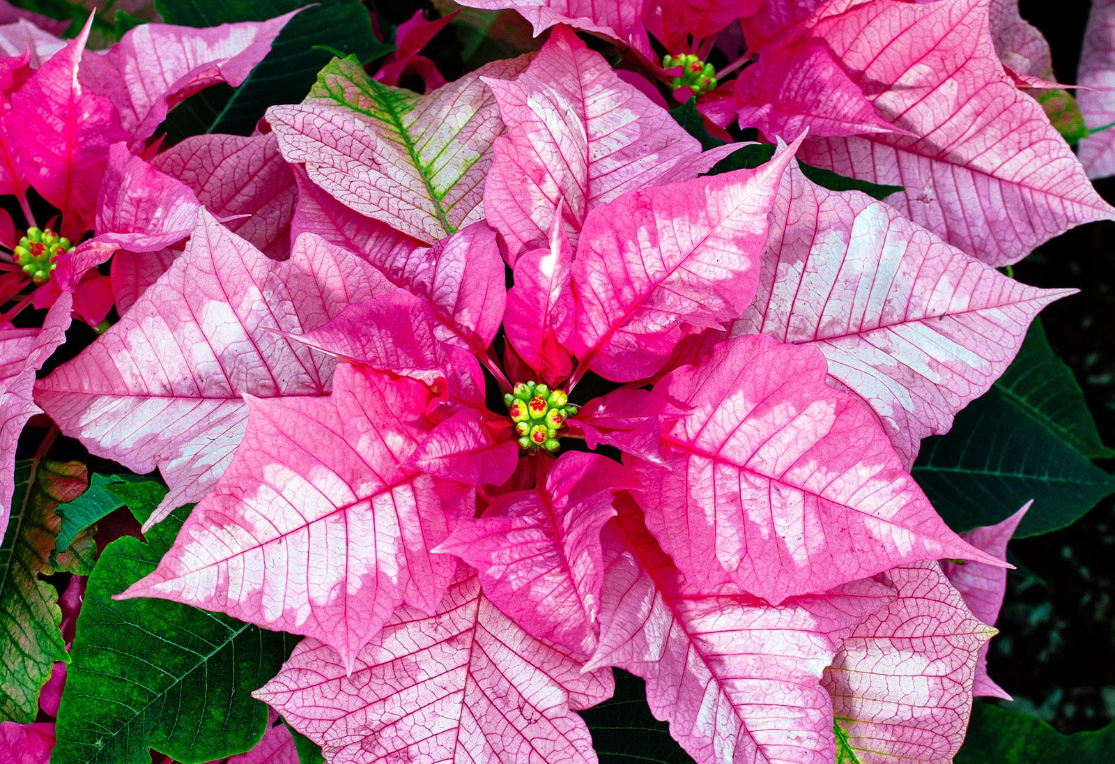 Pink and white patterned poinsettia plant