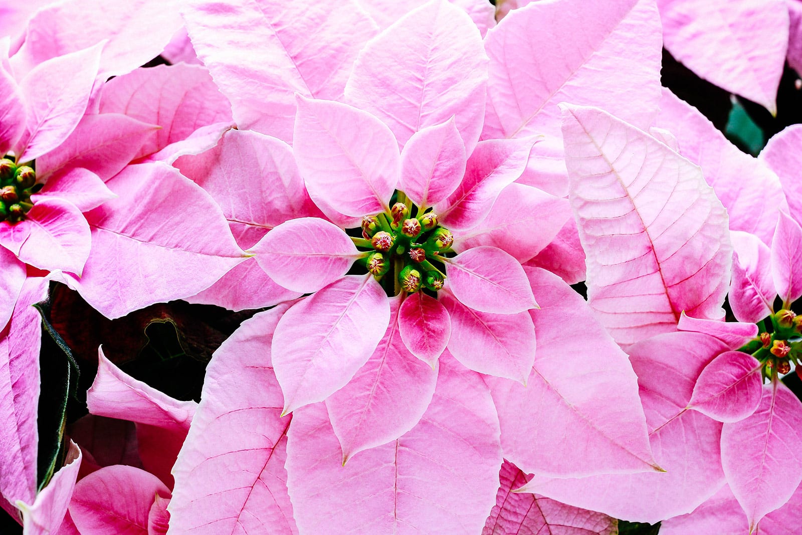 Bright pink poinsettia in bloom