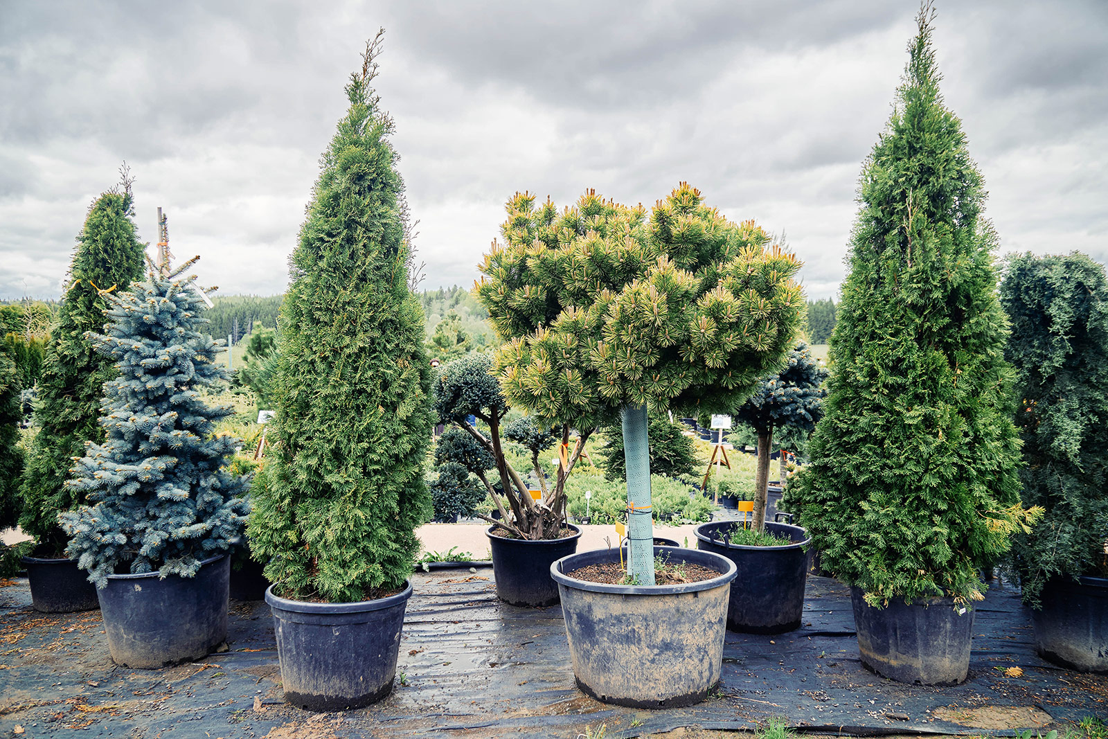 A variety of conifer trees in black plastic pots outside at a nursery