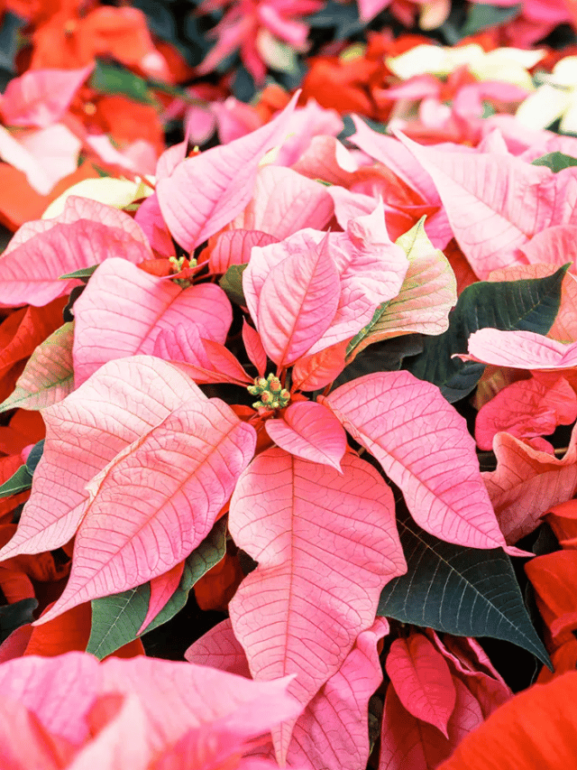 How To Keep Your Poinsettia Alive All Season Long – Garden Betty