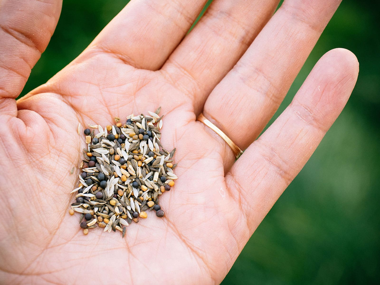 Hand holding a mixed pile of small seeds