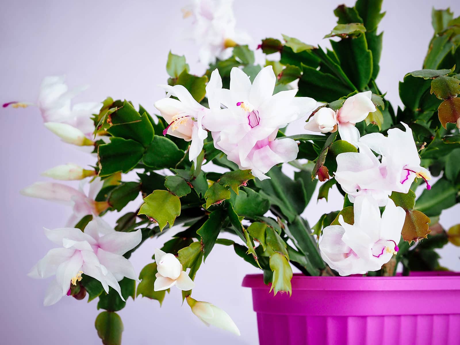 White Christmas cactus flowers in bloom in a magenta pot