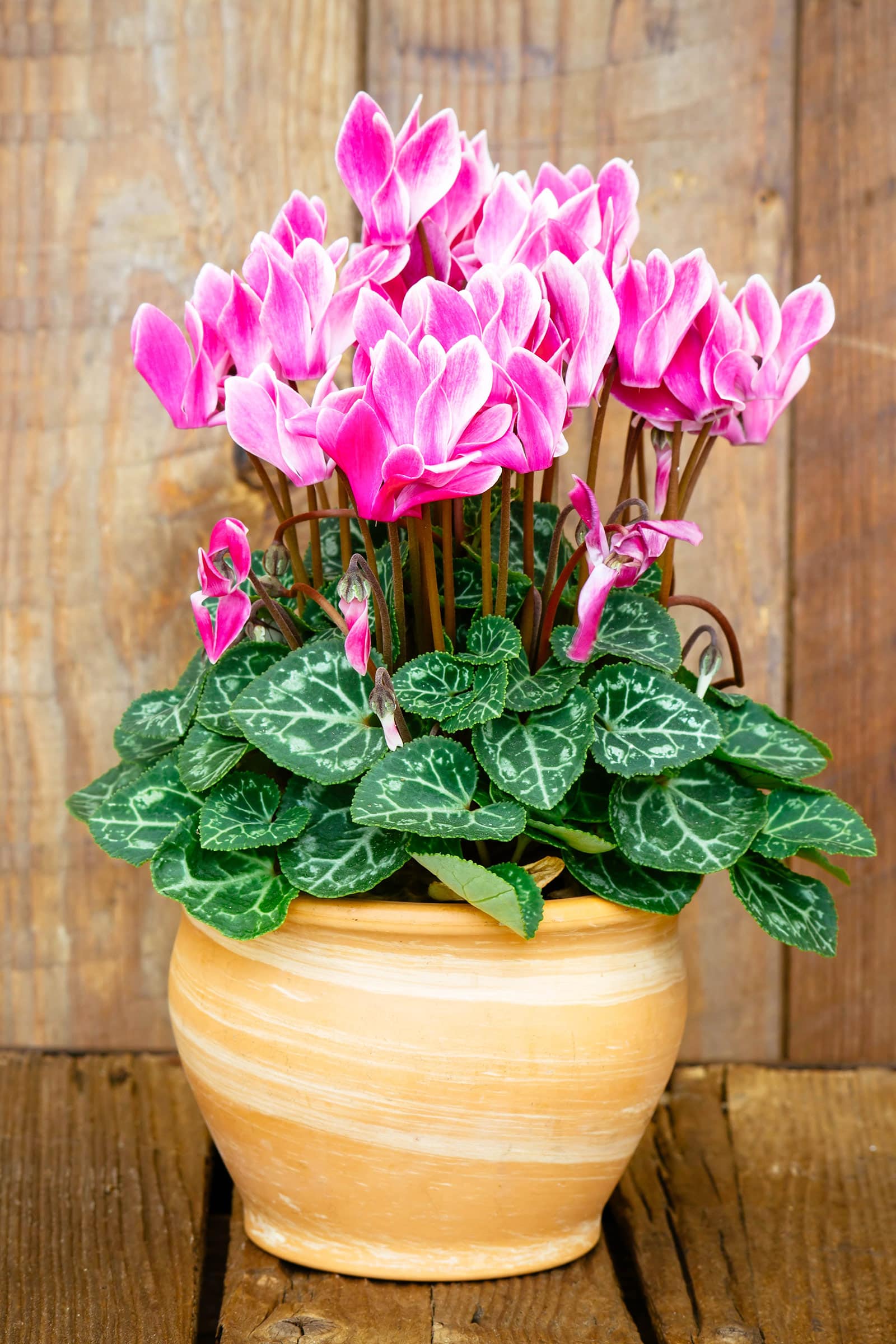 Bright pink Cyclamen flowers in a clay pot against a rustic wooden background