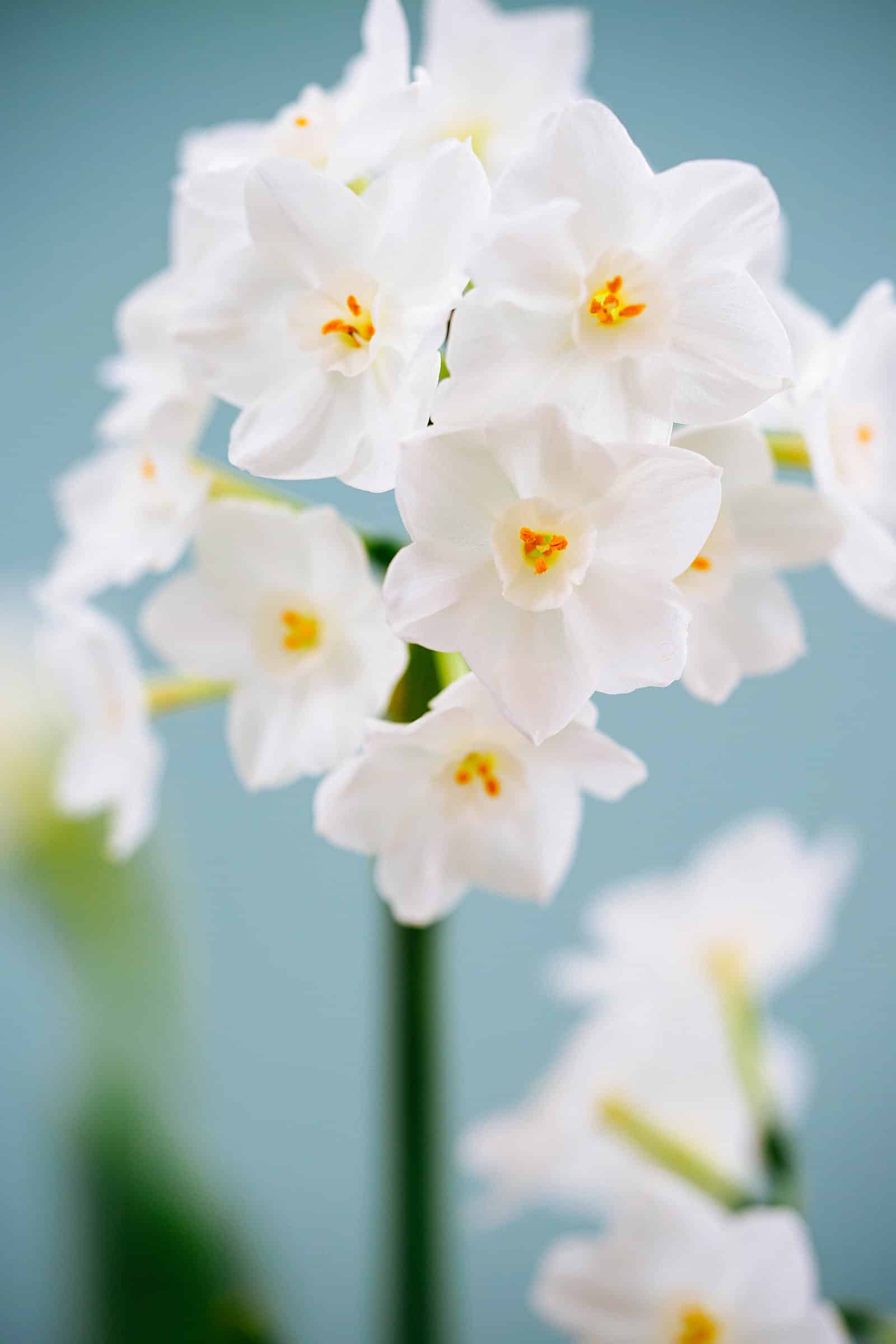 Closeup of a cluster of paperwhite (Narcissus) flowers