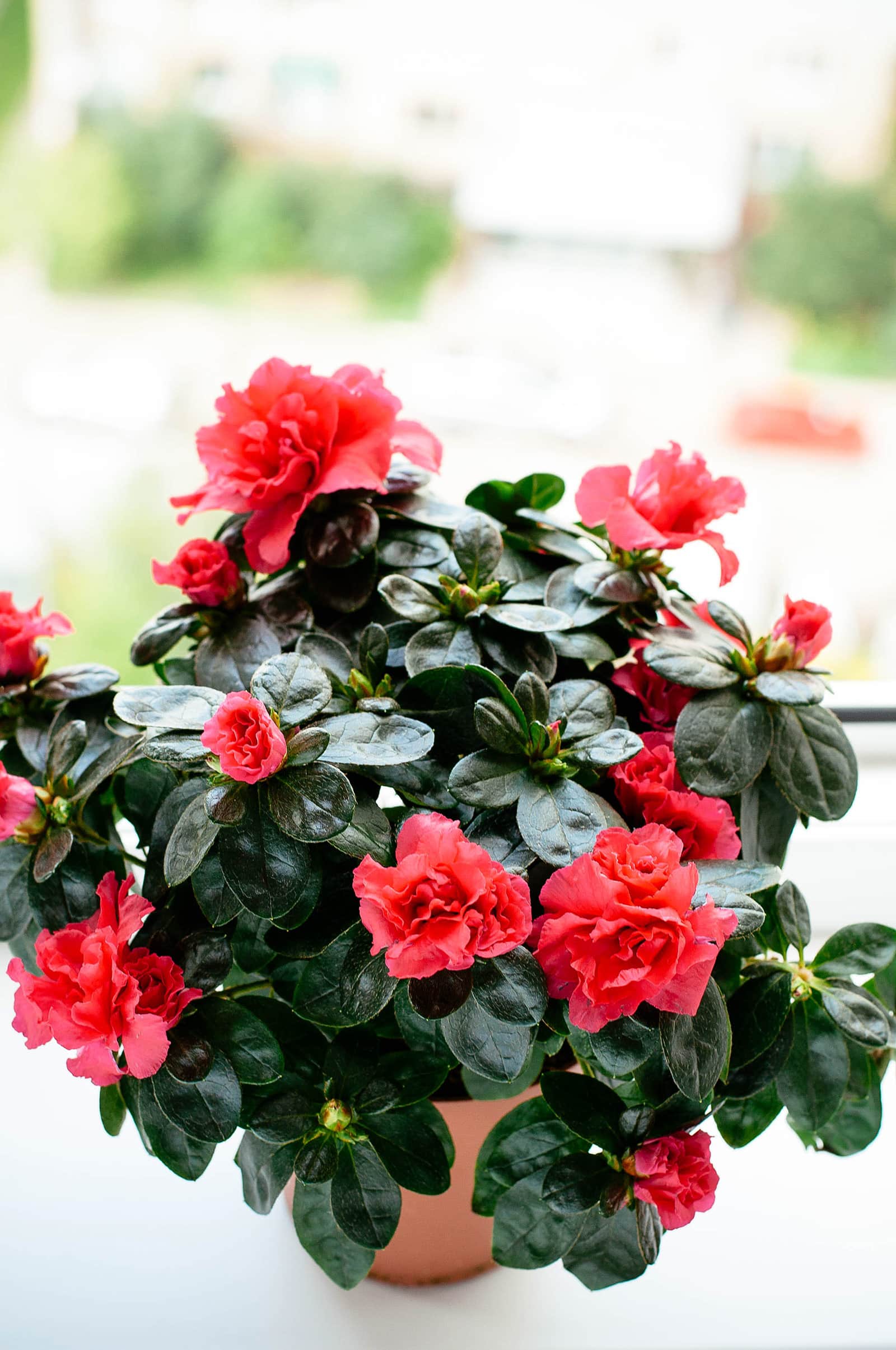Red azalea plant in bloom with red flowers in a terracotta pot