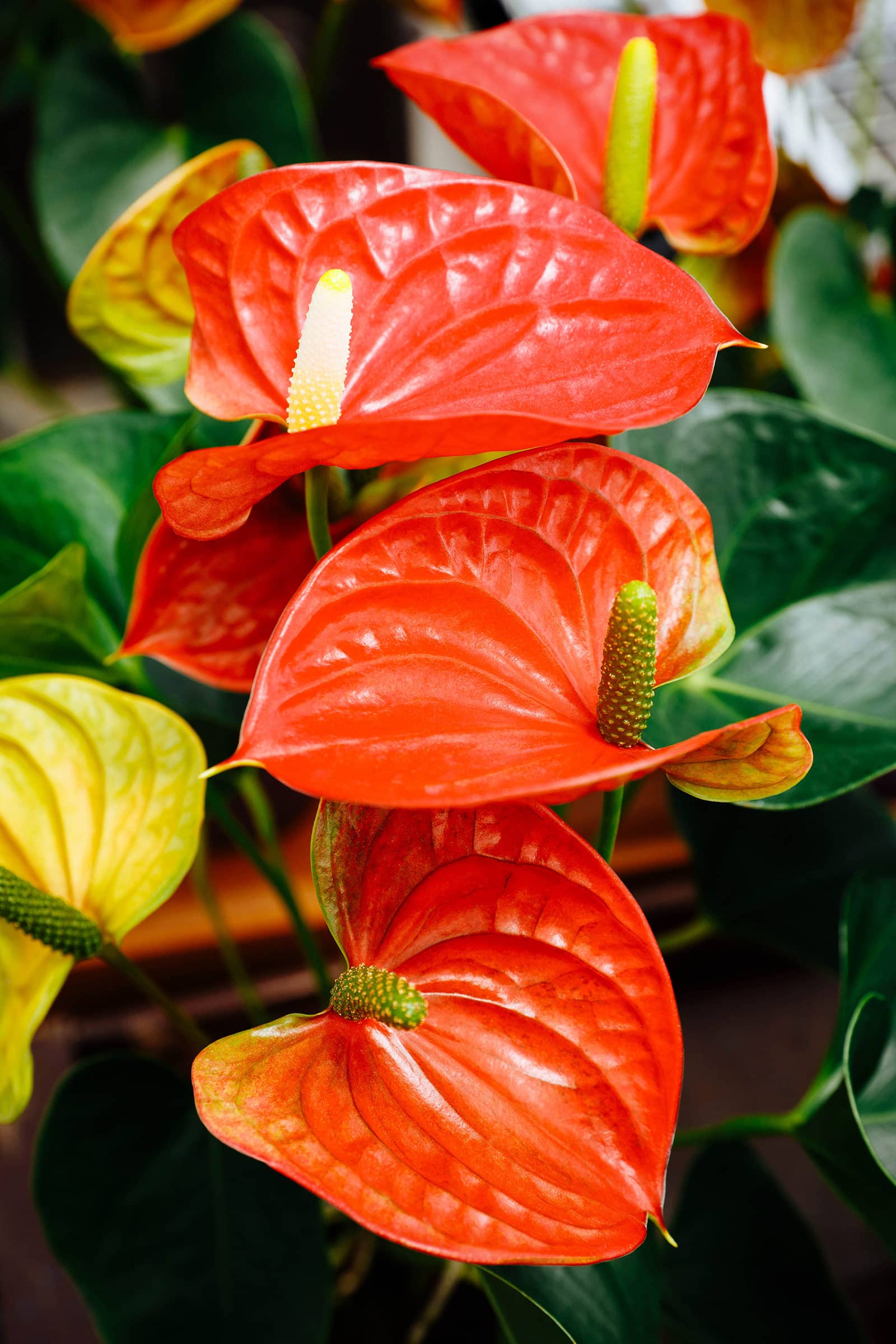 Bright red Anthurium (flamingo lily) flowers