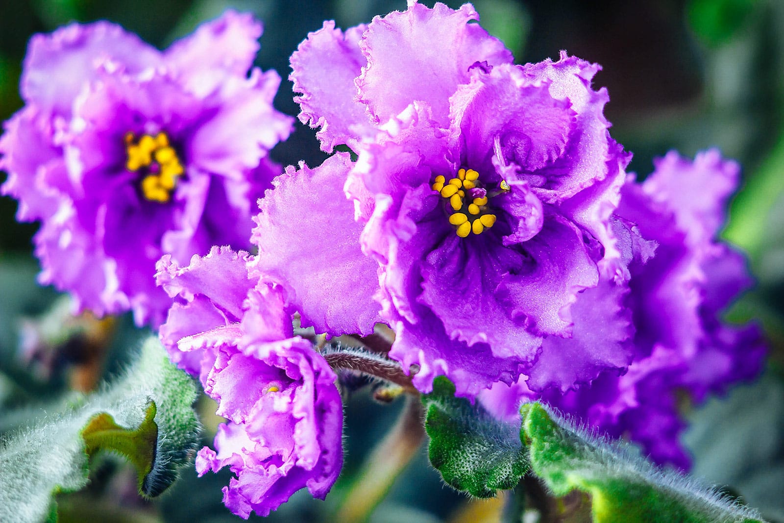 Close-up of deep violet African violet flowers and fuzzy green leaves
