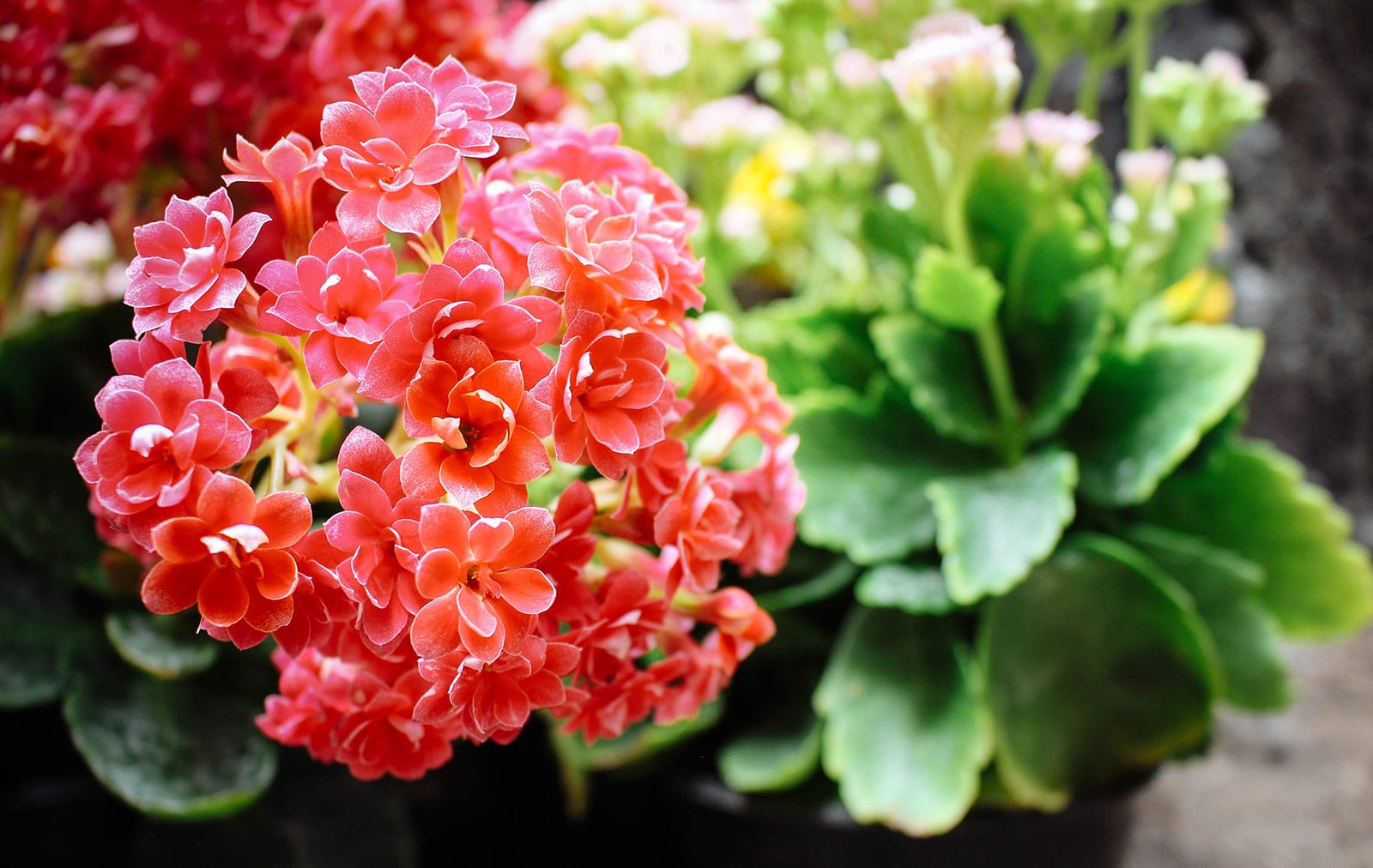 Close-up of red Christmas kalanchoe flowers