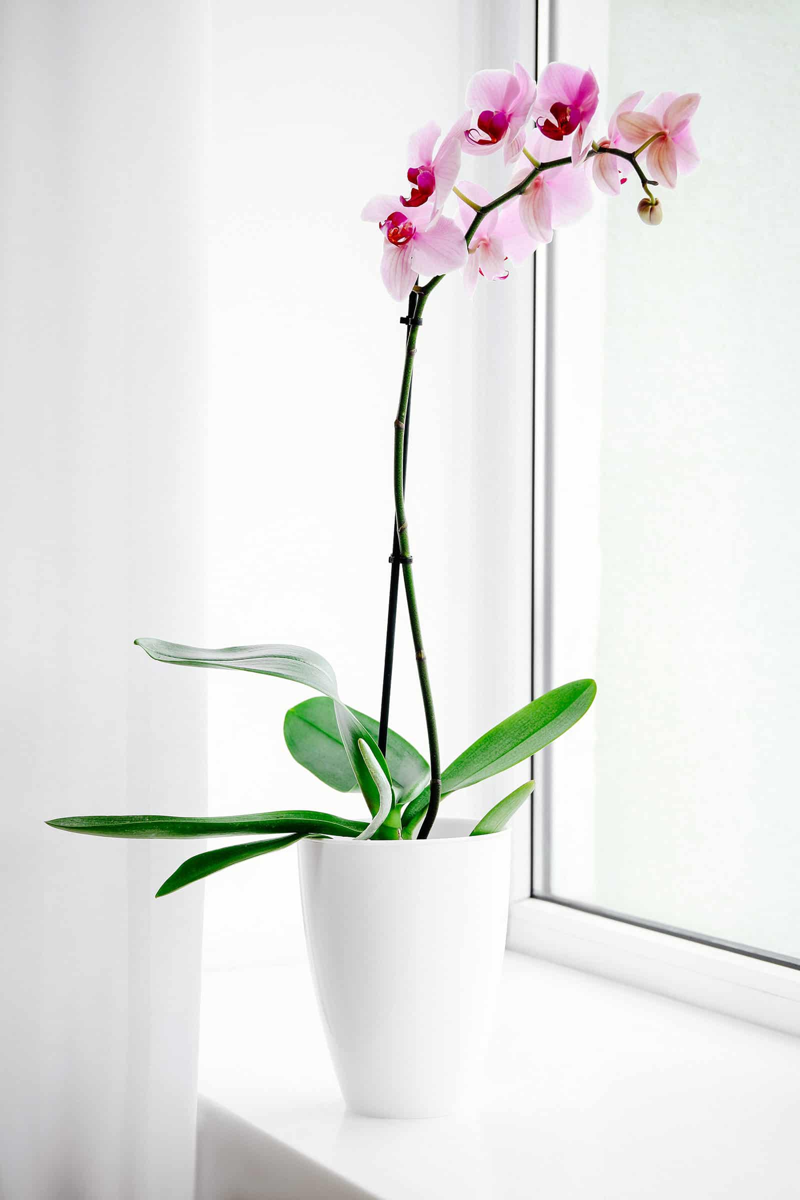 Phalaenopsis orchid in a white pot against a white wall with white curtains in front of a window