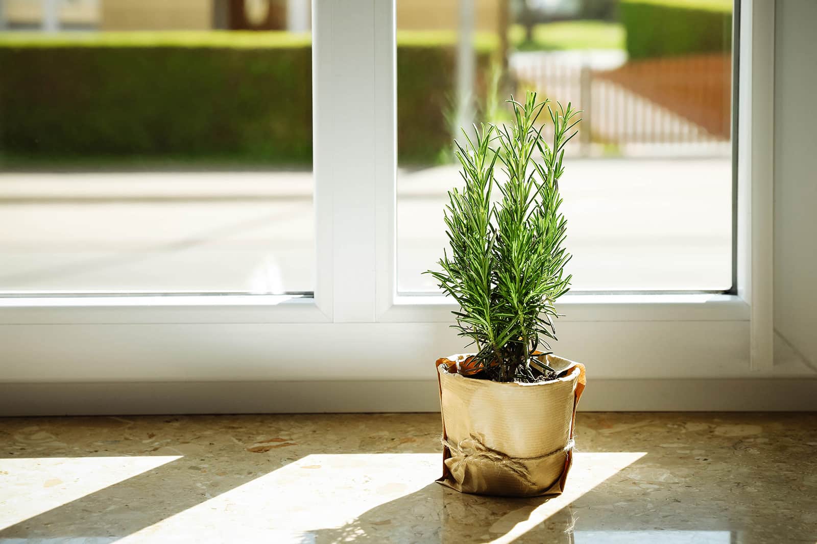 Rosemary shrub in a paper-wrapped pot in front of a window