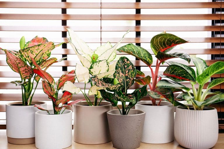 Beginner’s Guide to Growing a Vibrant Chinese Evergreen Plant (Aglaonema Care)