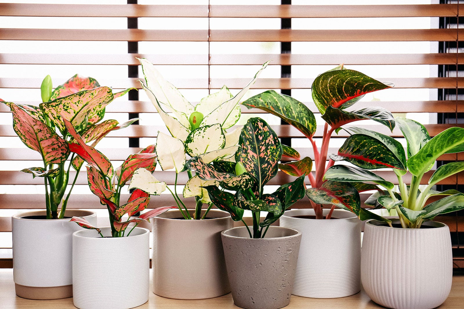 Beginner's guide to growing a vibrant Chinese evergreen plant (Aglaonema care)