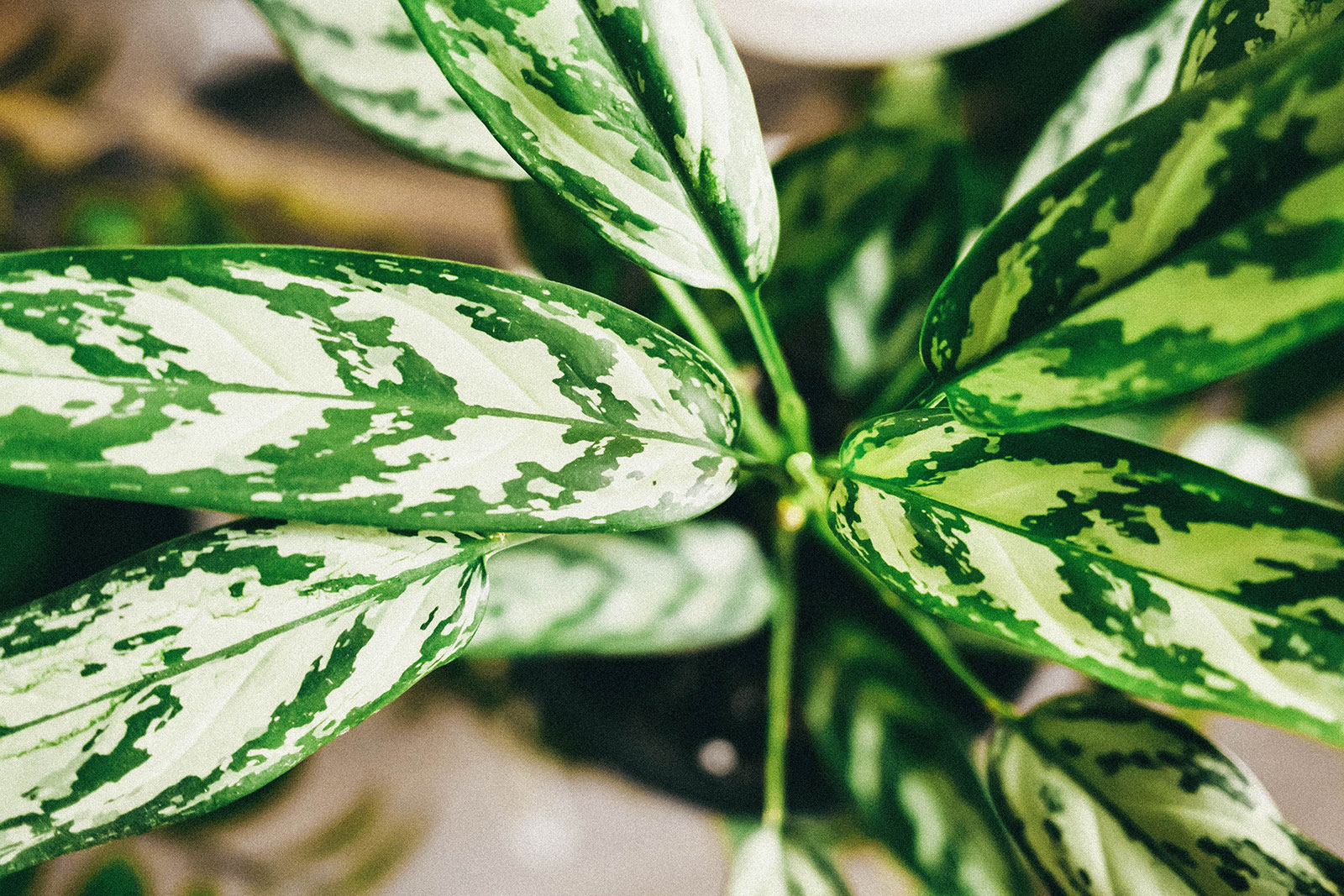 Green and white patterned Aglaonema leaves