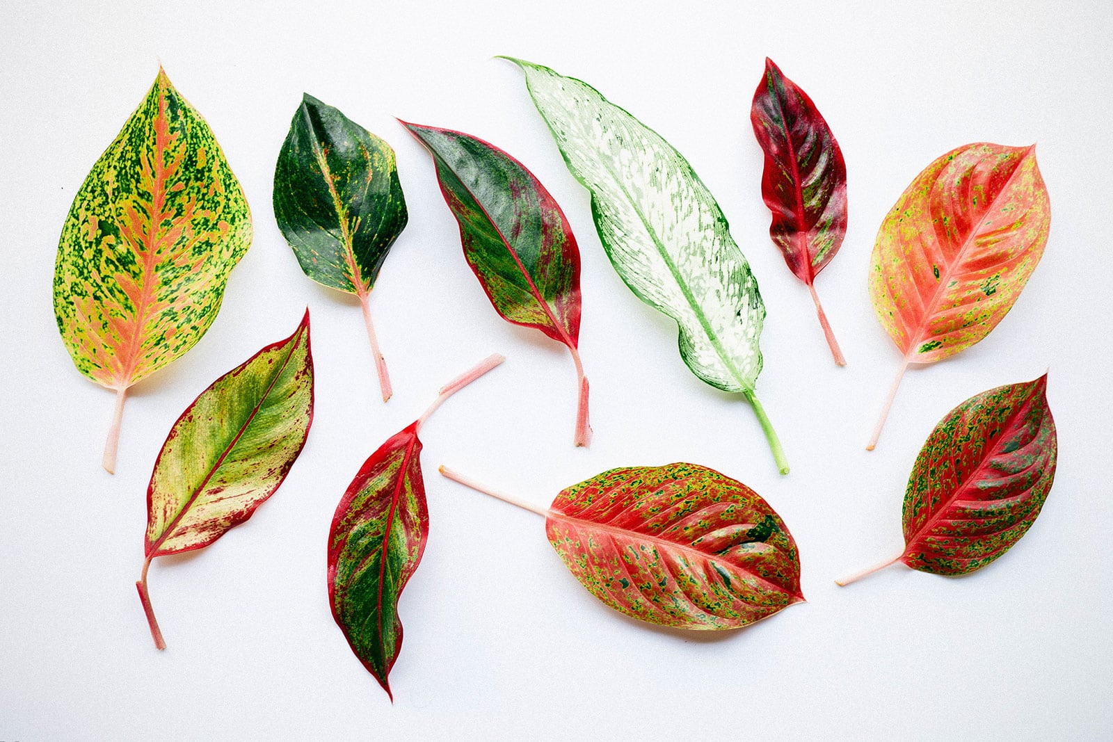 10 different Aglaonema leaves in varying colors and patterns on a white background