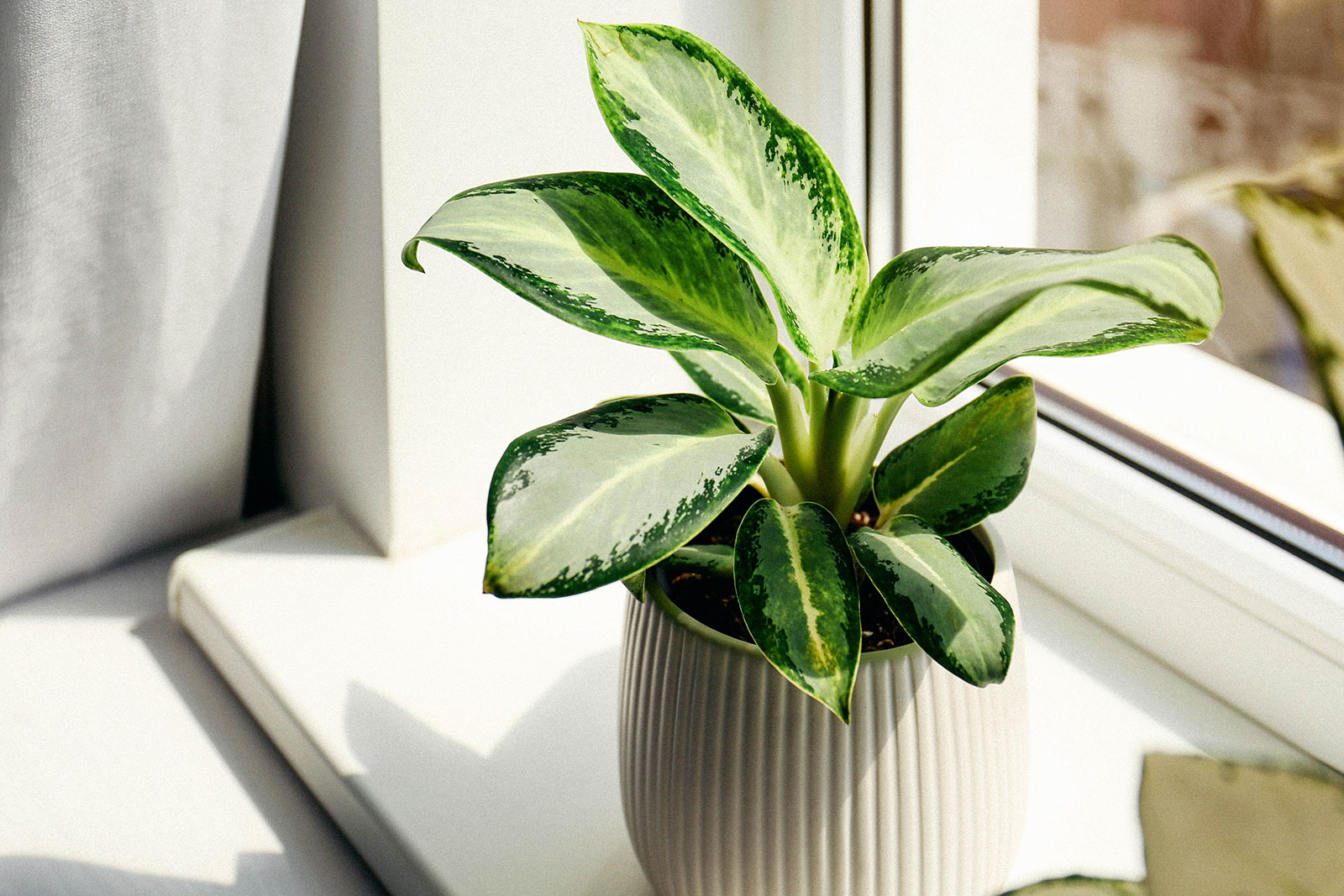 Chinese evergreen houseplant (Aglaonema) in white ceramic pot in front of a window