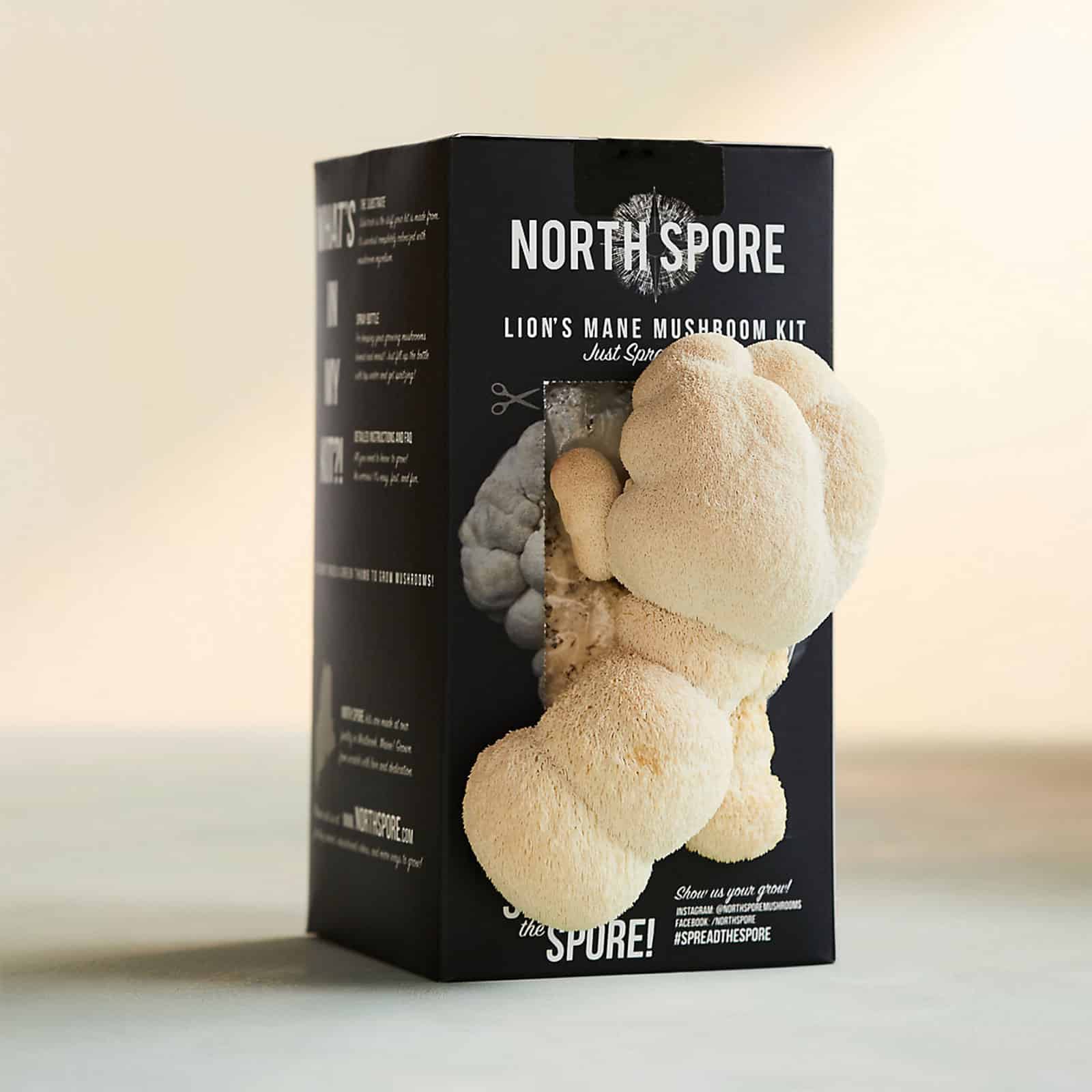 North Spore lion's mane mushroom kit
