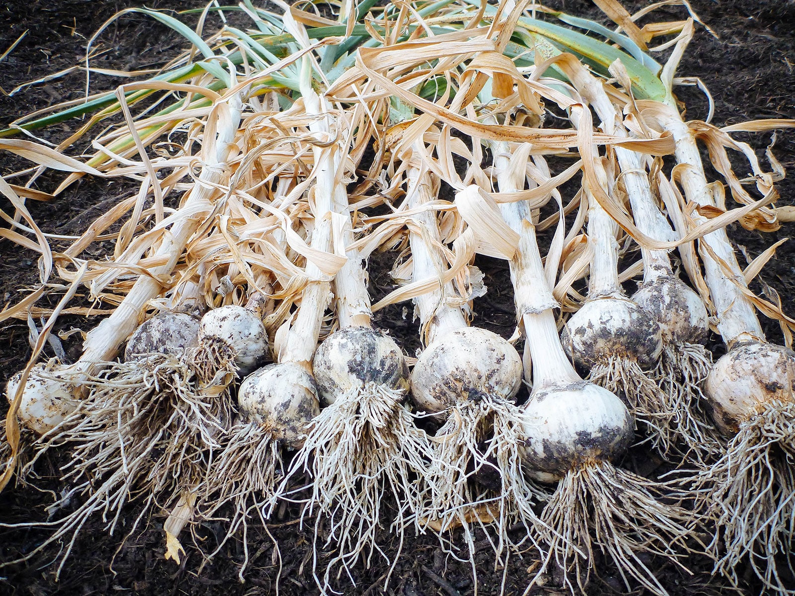 Homegrown garlic being cured in the garden on mulch