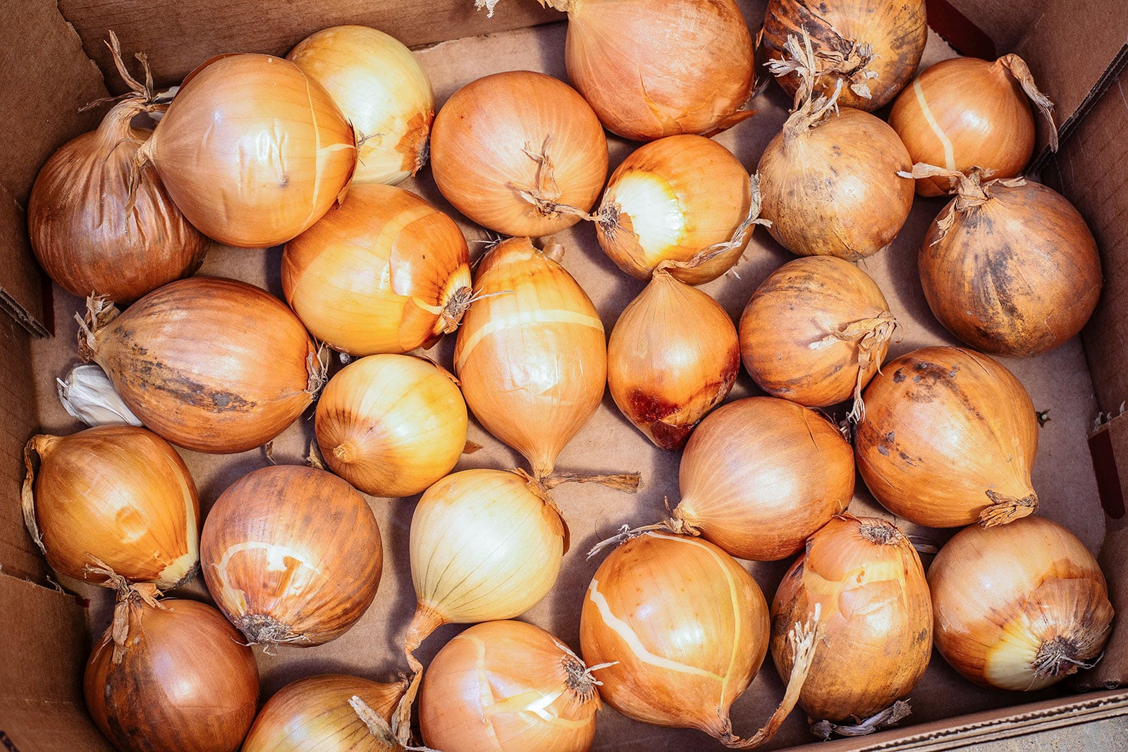 Yellow onions stored in a cardboard box