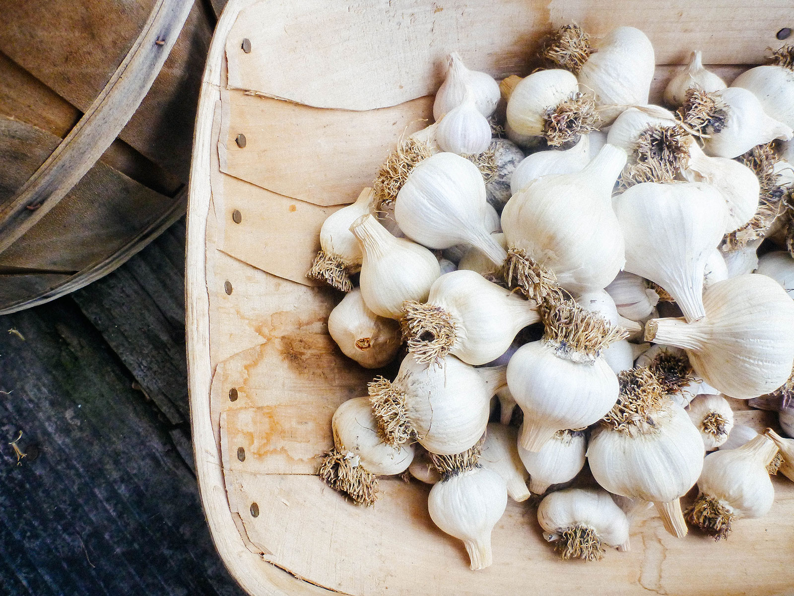 Homegrown garlic bulbs piled into a wooden basket
