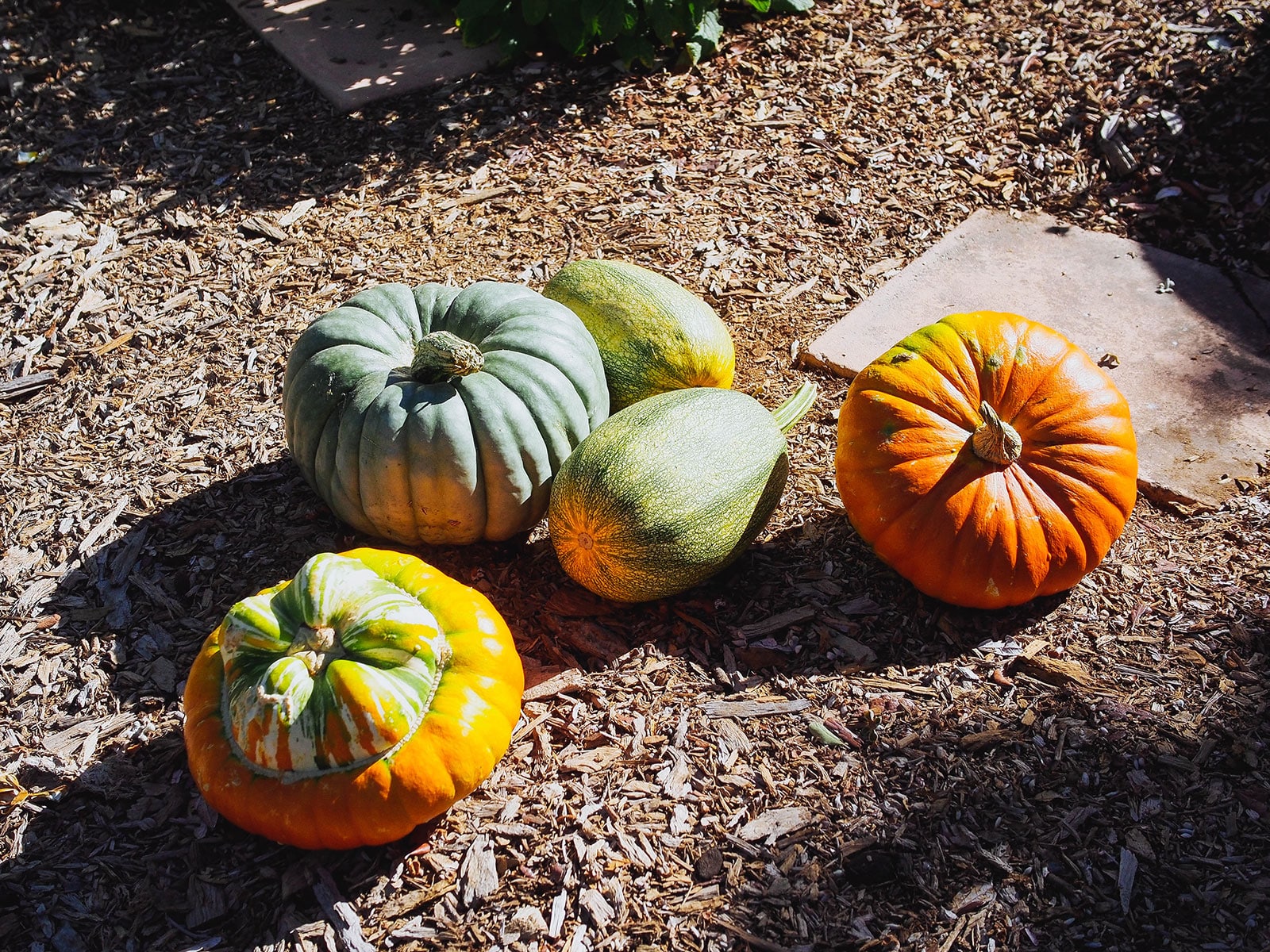 Different types of pumpkins and winter squash curing in the sun in a garden