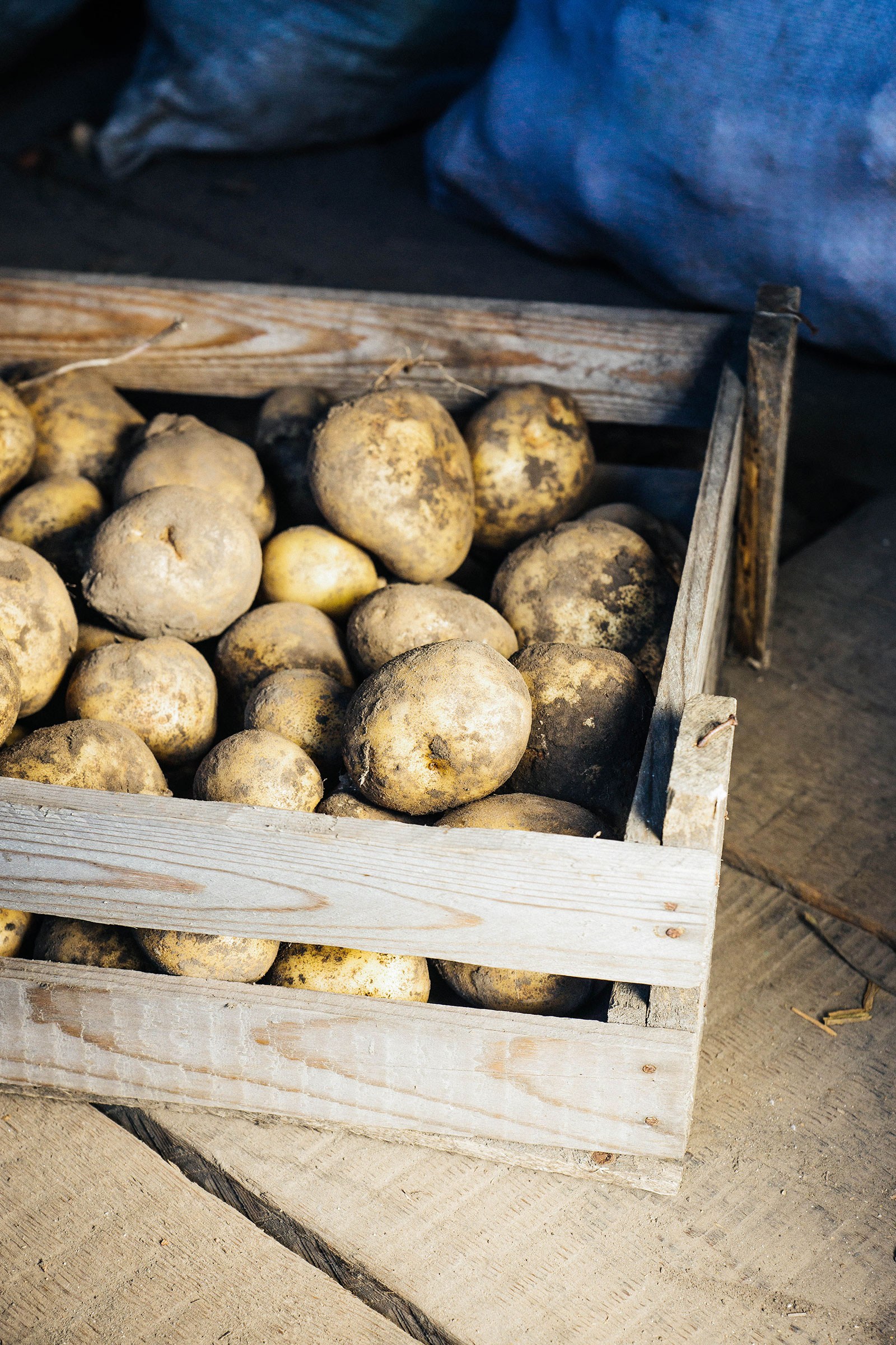 Freshly dug potatoes stored in a rustic wooden crate in a cellar