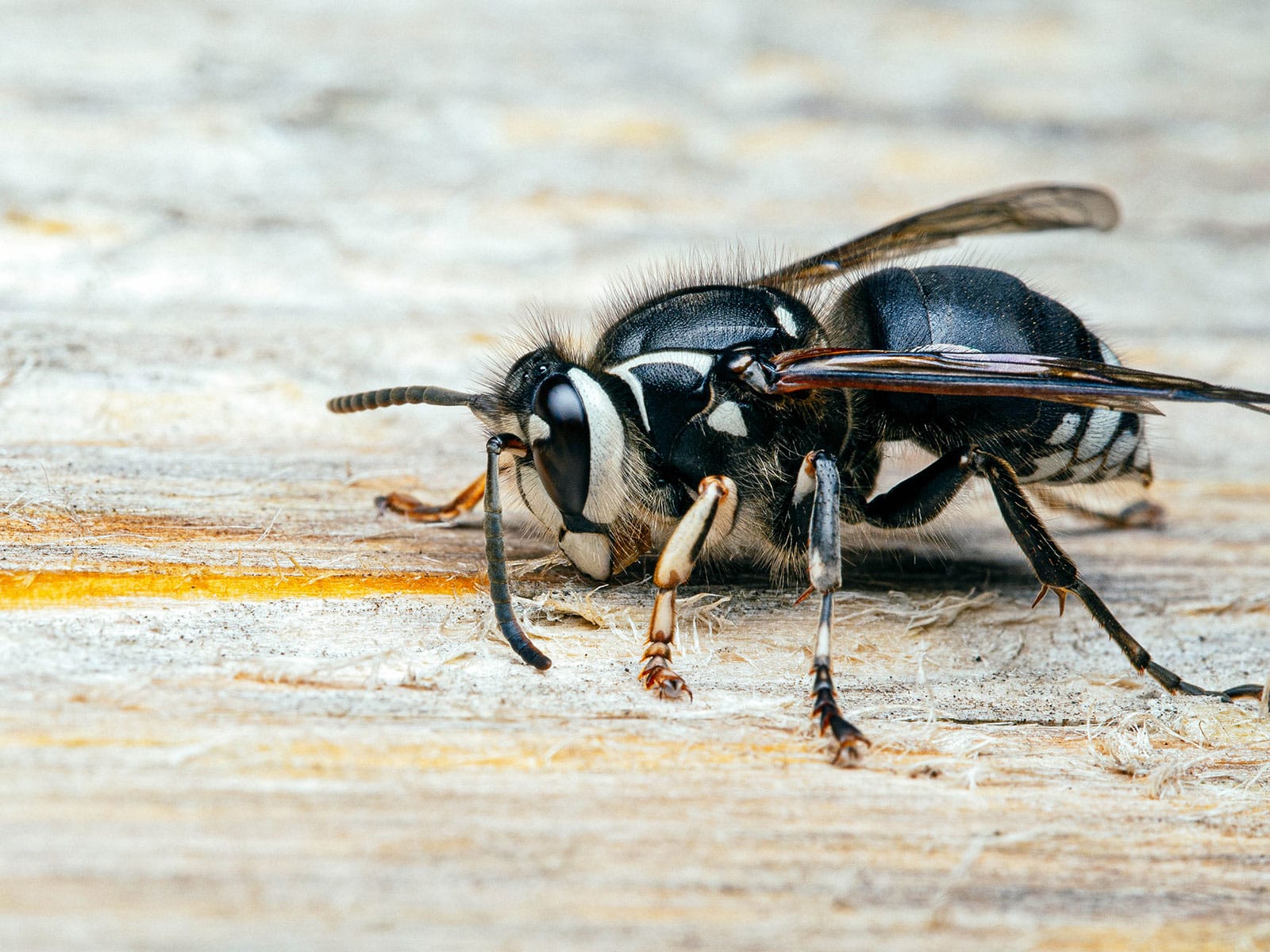 Bald-faced hornet wasp