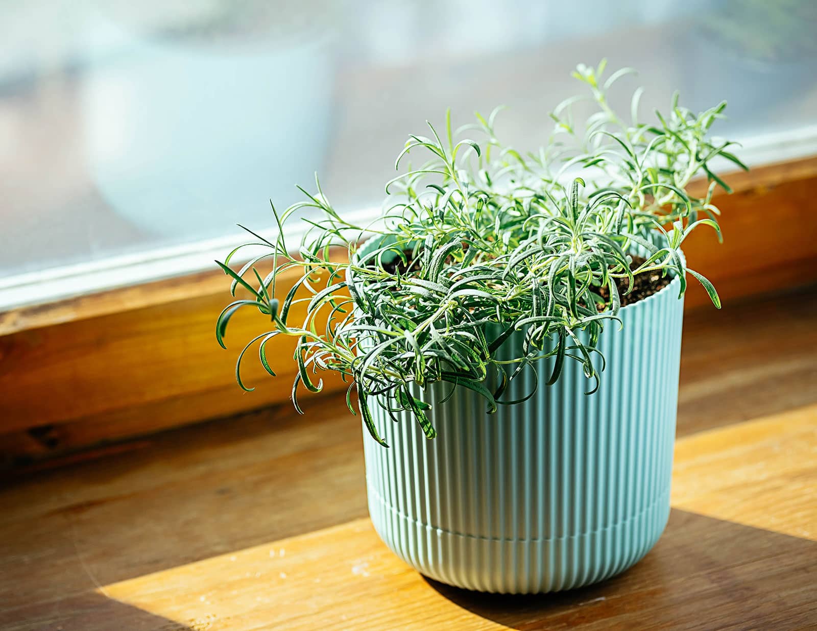 Potted rosemary plant