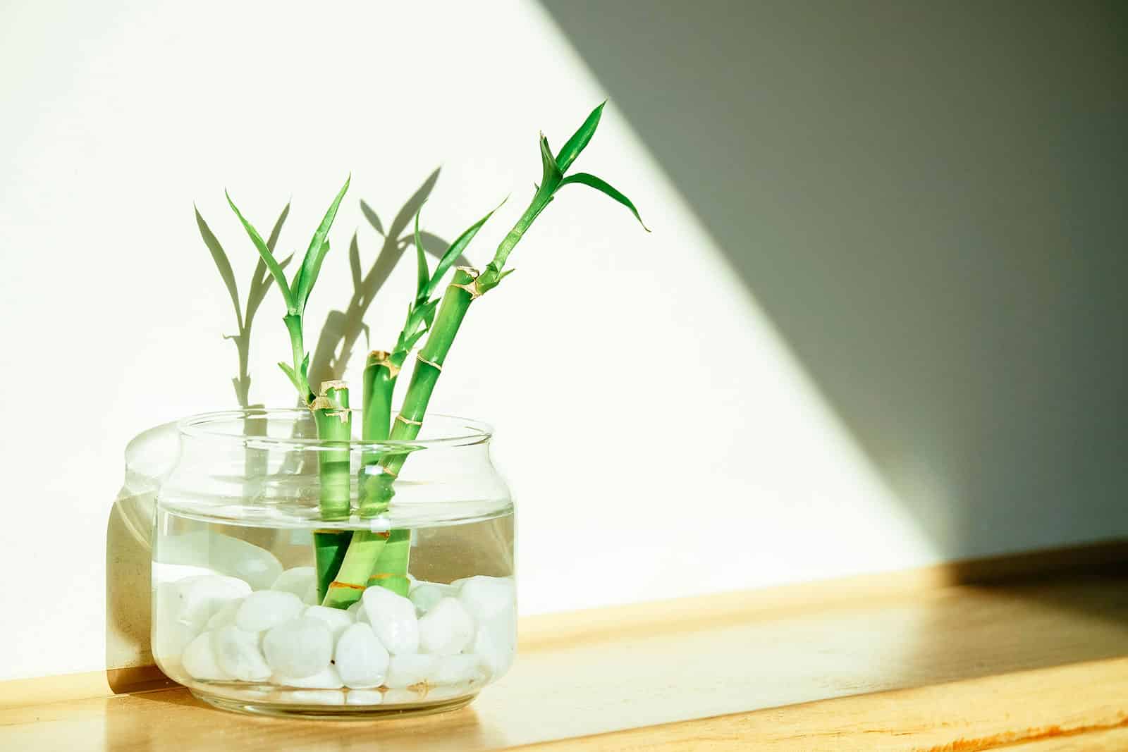 Lucky bamboo care: a no-fuss houseplant that grows in water