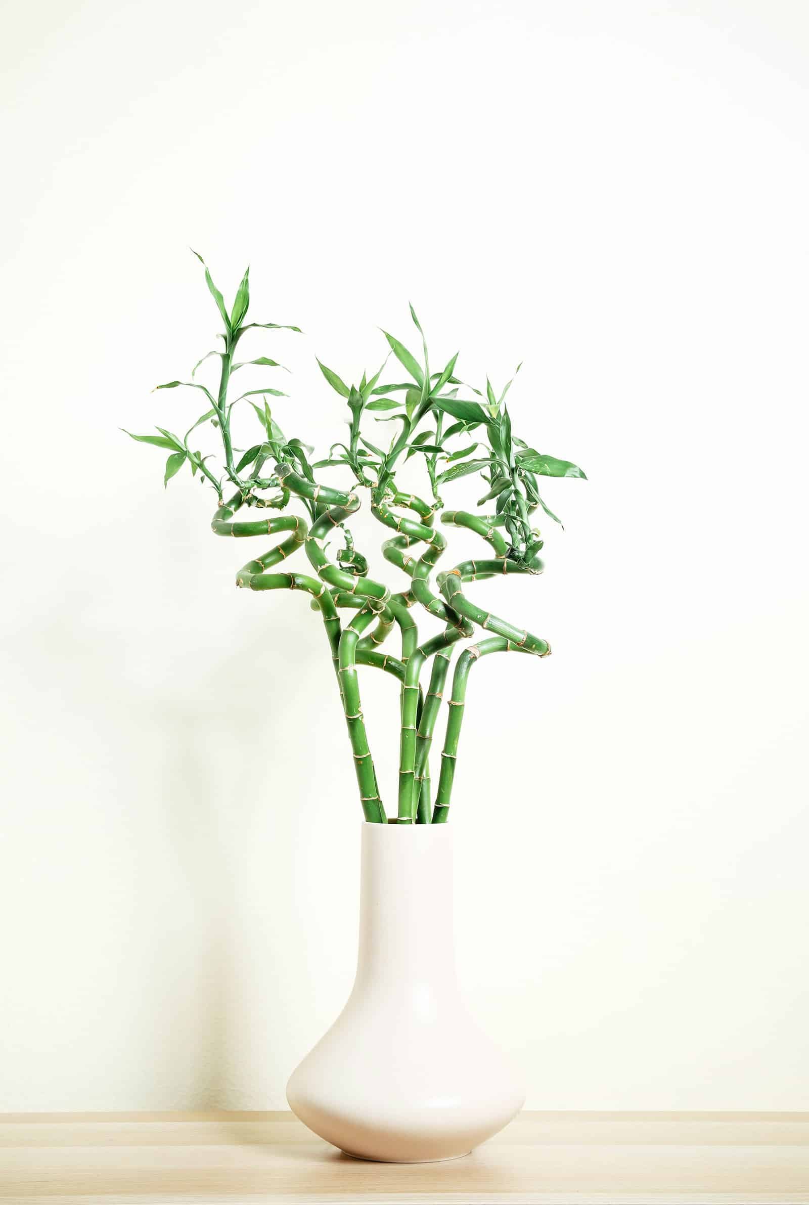 Seven lucky bamboo stems with spirals in a tall white vase against a white backdrop