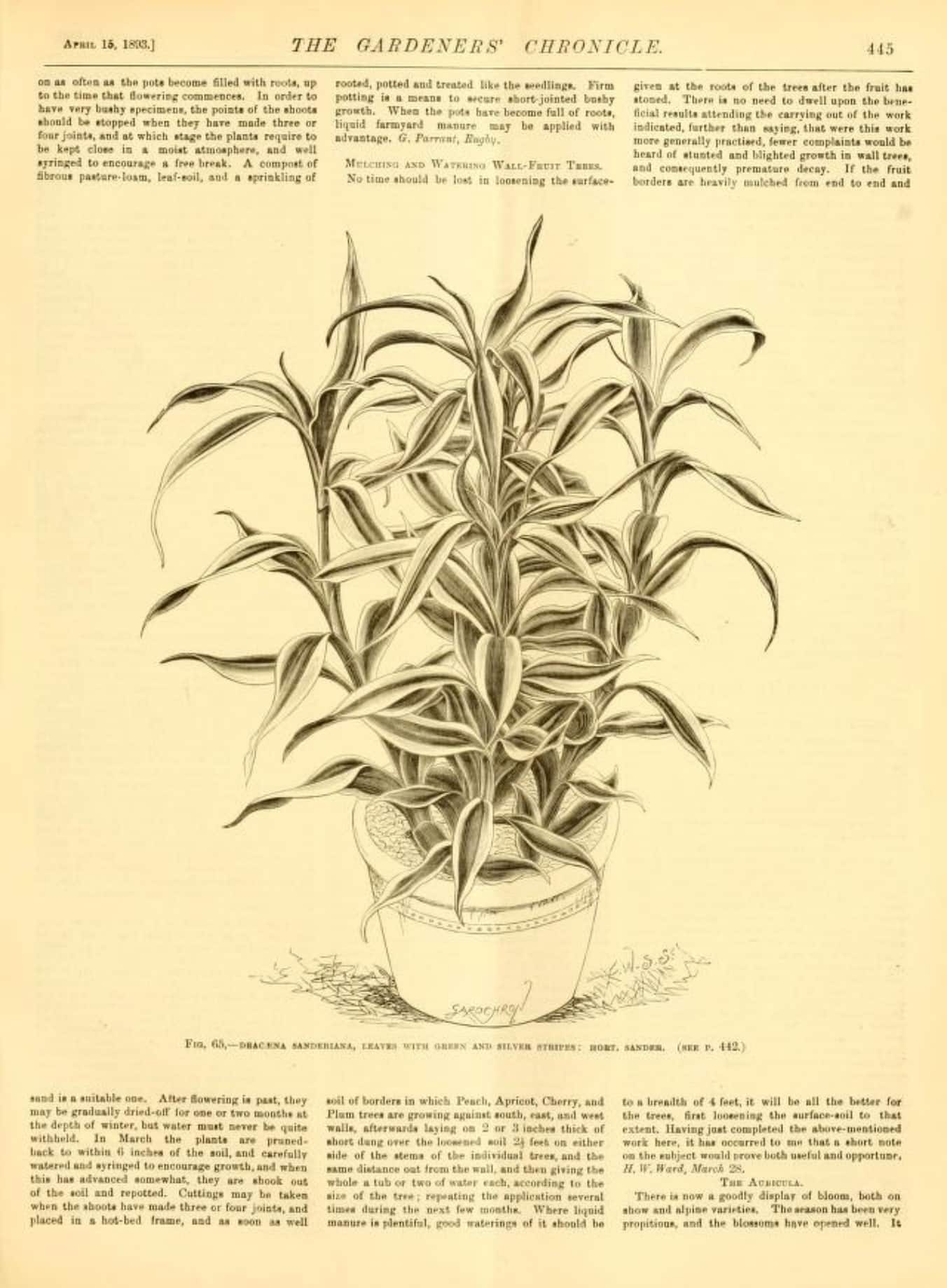Vintage page from The Gardener's Chronicle depicting Dracaena sanderiana