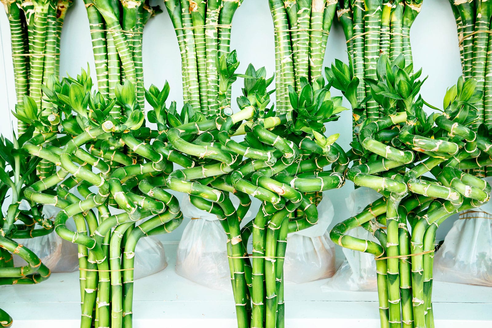 Clusters of curled lucky bamboo stems being sold in a market, with more lucky bamboo behind them in water-filled bags