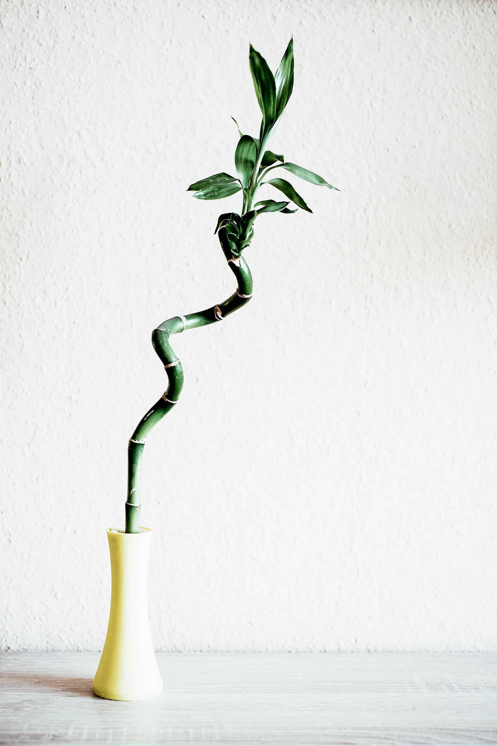 Artistic shot of a single Dracaena sanderiana (lucky bamboo) stem in a white vase against a white backdrop
