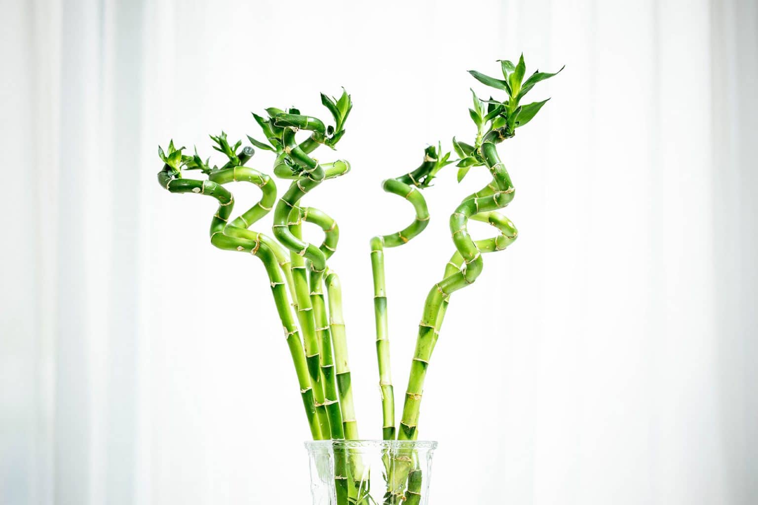 Lucky Bamboo Care A NoFuss Houseplant That Grows In Water Garden Betty