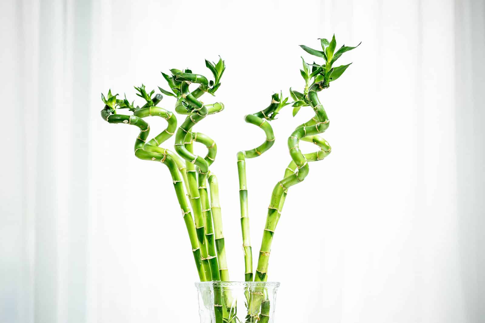 Curled lucky bamboo stems in a clear vase against white curtains