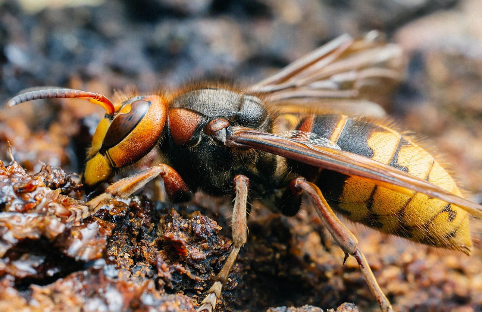 European hornet wasp